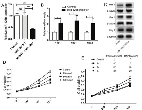 Mir B Inhibits The Notch Signaling Pathway And Cell Proliferation