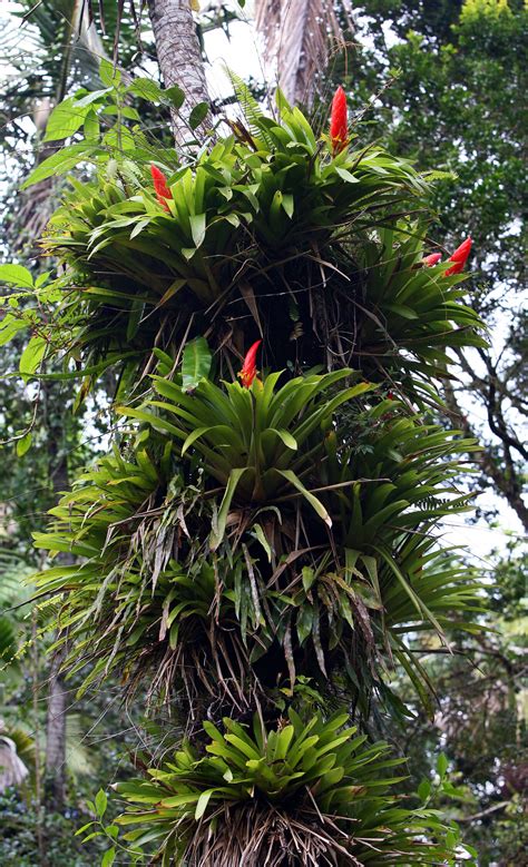 The Flowers Of El Yunque