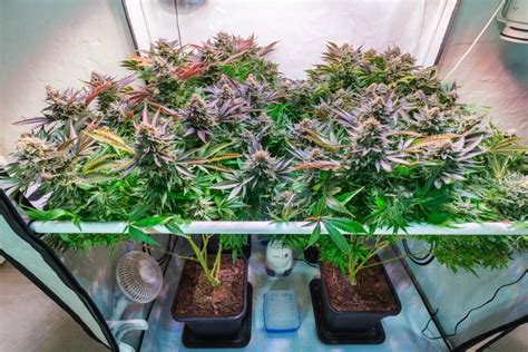 Lollipopping Cannabis Plants Premium Cultivars