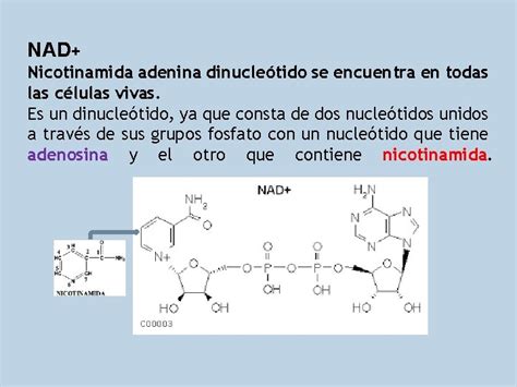 Nuclesidos Y Nucletidos Semana Nucletido Los Cidos