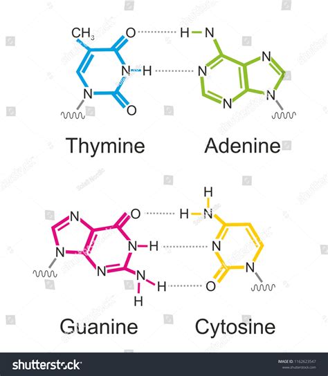 Molecular Formula Deoxyribonucleic Acid Dna Bases Stock Illustration ...