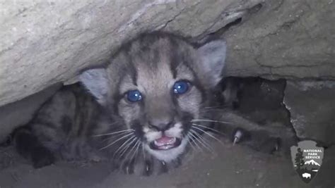 4 mountain lion kittens found in SoCal mountains