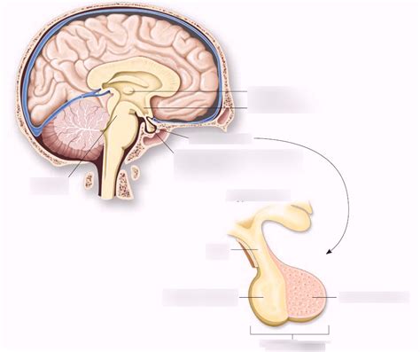 Thalamus Hypothalamus Pituitary Diagram Quizlet