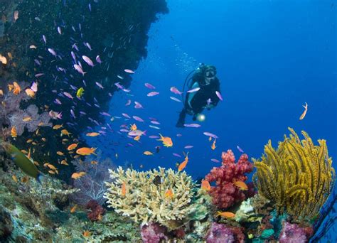 Diving A Bora Bora I 5 Migliori Posti Per Le Immersioni