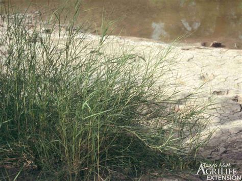 Plants Of Texas Rangelands Inland Saltgrass