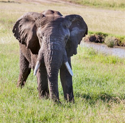 6 Day Safari In Murchison Queen Elizabeth And Kibale Storm S Over