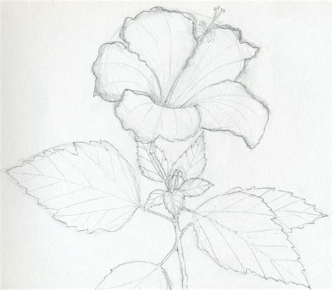 Drawings Of Hibiscus Flowers | Hibiscus flower drawing, Hibiscus ...
