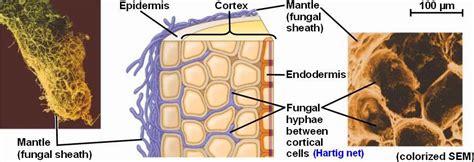 Botany Lab Mycorrhizae A Flora Fungi Partnership