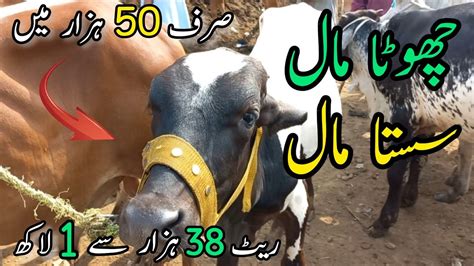 Malir Mandi Me 38K To 100k Wala Maal Cattle Rates Updates Cow Mandi