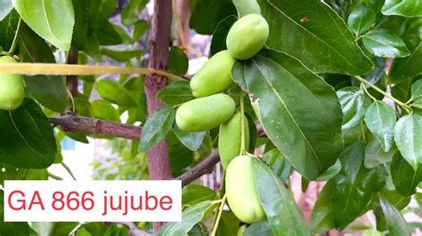 Táo Tàu Ga 866 Trồng 1 Năm Nhiều Trái Ga 866 Jujube Fruit Tree 1