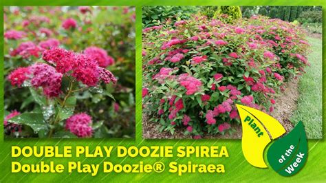 Double Play Doozie Spirea Double Play Doozie® Spiraea By Proven Winners Youtube