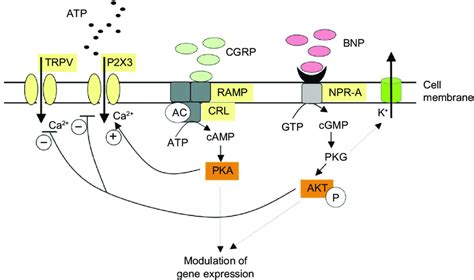 Idealized Scheme Depicting Modulation By CGRP Or BNP Of P2X3 And TRPv1