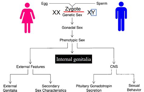 Chapter 5 Reproductive System I Bs2001 Physiology