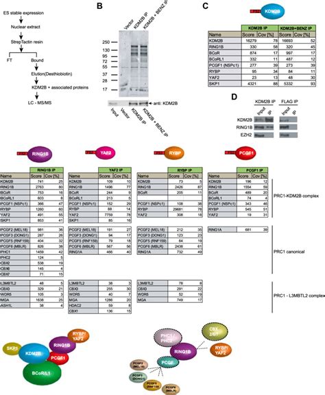 Kdm2b Forms A Variant Prc1 Complex In Mouse Escs Containing Ring1b And Download Scientific