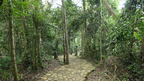 Rainforest Lodge Mabira Forest Uganda Back To The Source Tours