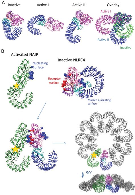 Activation Of NAIP NLRC4 Inflammasome A Activation Of NLRC4