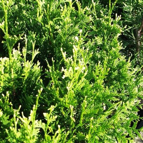 Туя складчаста Кан Кан / С5 / Thuja plicata Can-Can - БалСад
