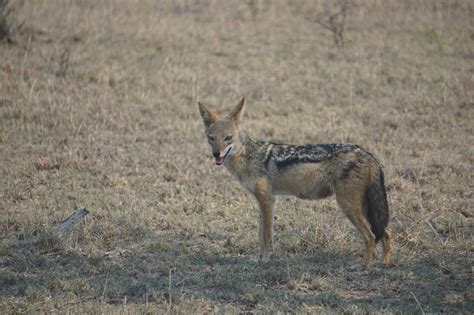 Fakta Black Backed Jackal Si Pemakan Oportunistik Yang Se