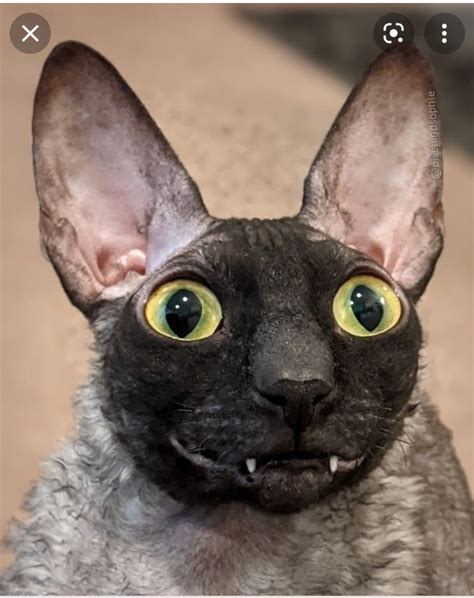 Create Meme Cornish Rex The Breed Is Cornish Rex Pictures Meme