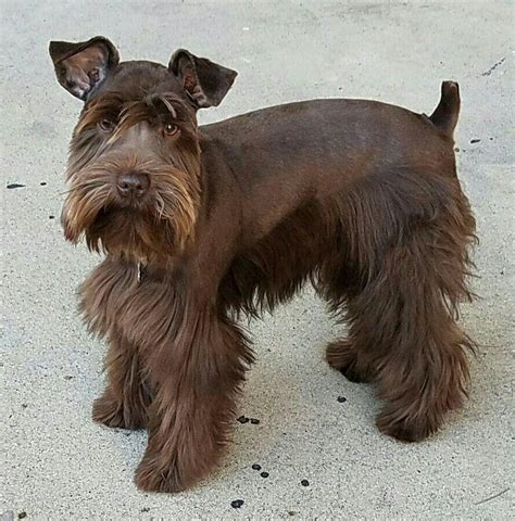 Top Pictures Pictures Of Miniature Schnauzers Haircuts Latest