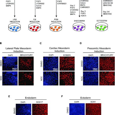 Human IPSCs Can Be Synchronized With Nocodazole While Maintaining Their