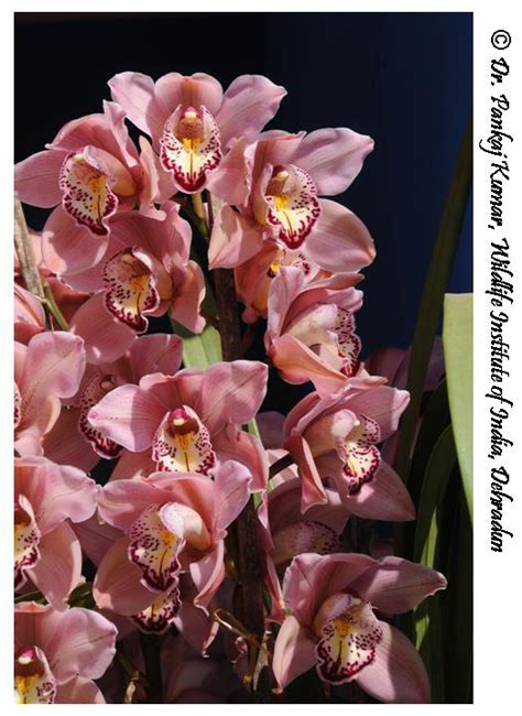 Cymbidium Hybrids Sikkim Eflora Of India