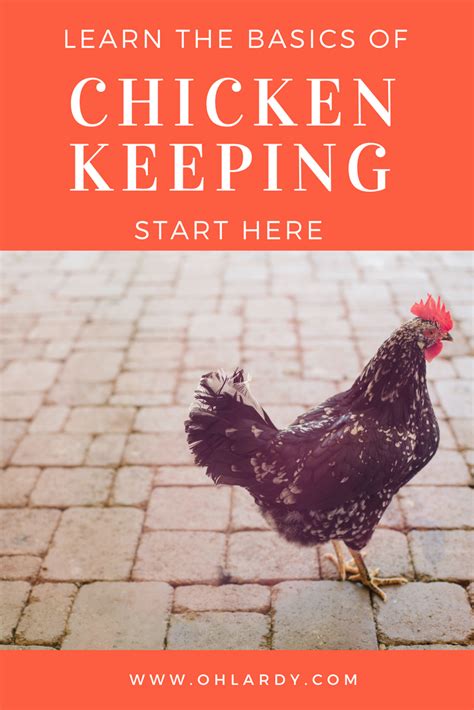 A Practical Guide To Keeping Chickens Chicken Basics