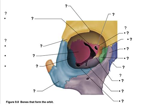 Bones that form orbit Diagram | Quizlet