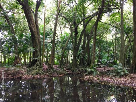 Photo And Art Print Typical Tahitian Trees In The Harrison Smith