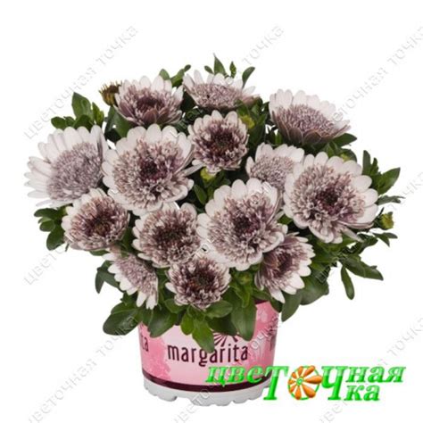 Остеоспермум Margarita Double White | flowerdot