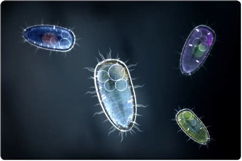 Unicellular Cells Examples