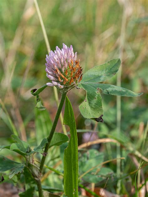 Trifolium Pratense Wiesen Klee Peter Voigt Flickr