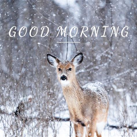 Winter Good Morning Images Traveling By Yourself Cute Baby Animals