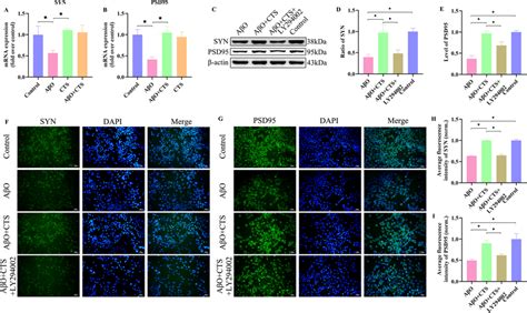 Effect Of Cts Treatment On A O Induced Ht Cells Levels Of Syn A