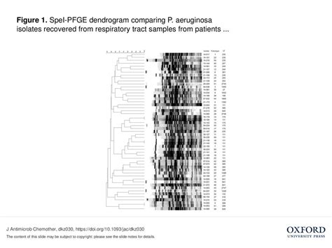 Figure 1 Spei Pfge Dendrogram Comparing P Ppt Download