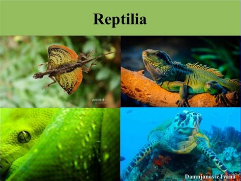 Inspirasi Top Gambar Reptilia