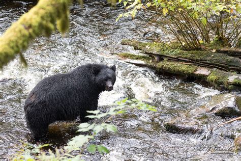 Black Bears of Revillagigedo Island (Ketchikan Alaska) • Points in ...