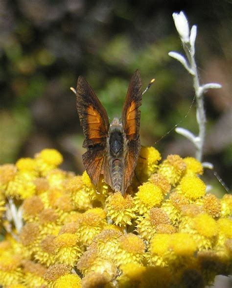 Eltham Copper Butterfly In Central Victoria Connecting Country