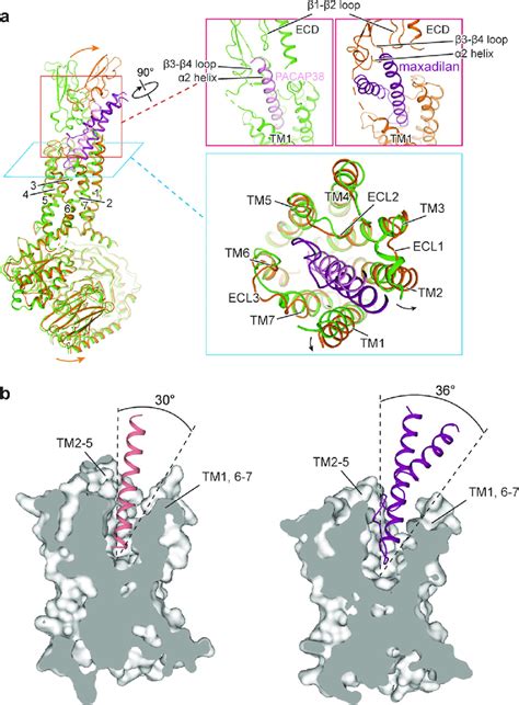 Comparison Of Pacap Pac R G S And Maxadilan Pac R G S Structures A