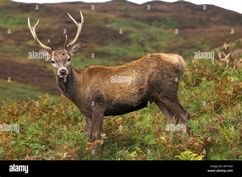 Stag Red Deer Rut Scotland Hi Res Stock Photography And Images Alamy