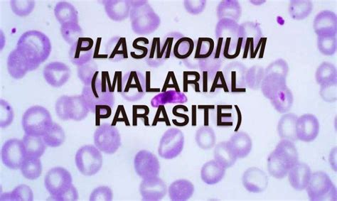 Plasmodium Characteristic Features And Classification Online Science Notes