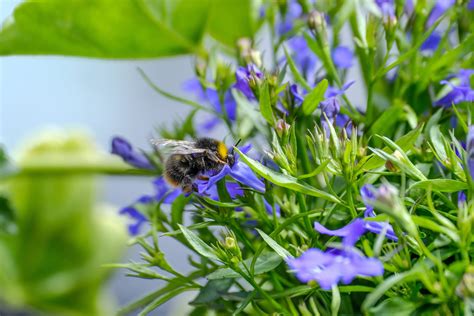 11 Bienenfreundliche Balkonblumen So Grummelt Keiner Hummel Mehr Der