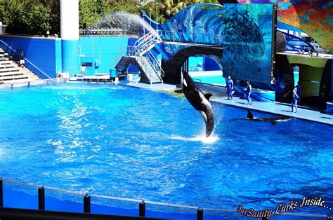 InSanity lurks Inside: Seaworld Orlando- Shamu Show to Close for 3 ...