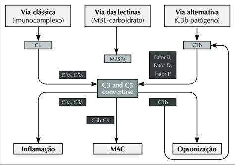 O Complemento Pode Ser Ativado Atrav S Da Via Cl Ssica Da Via Das