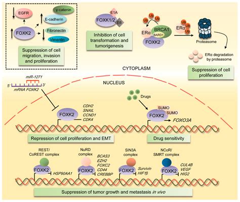 Cancers Free Full Text Foxk Transcription Factor And Its Emerging