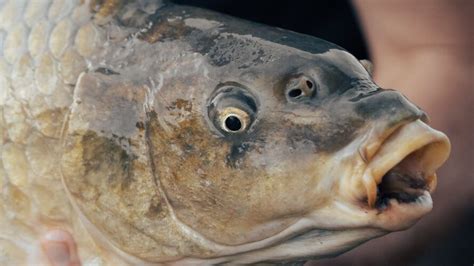 Ile Kosztuje Kilogram Karpia Ile Kosztuje Karp Cena Karpia