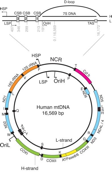 Mitochondrial Dna Map