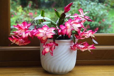 D Nde Colocar El Cactus De Navidad Para Atraer Abundancia Seg N El