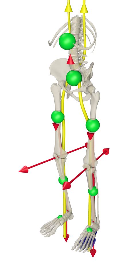 activity lines   base  body art