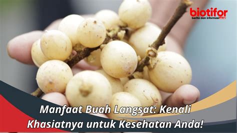 Manfaat Buah Siwalan Khasiat Luar Biasa Dari Buah Laut Tropis Biotifor